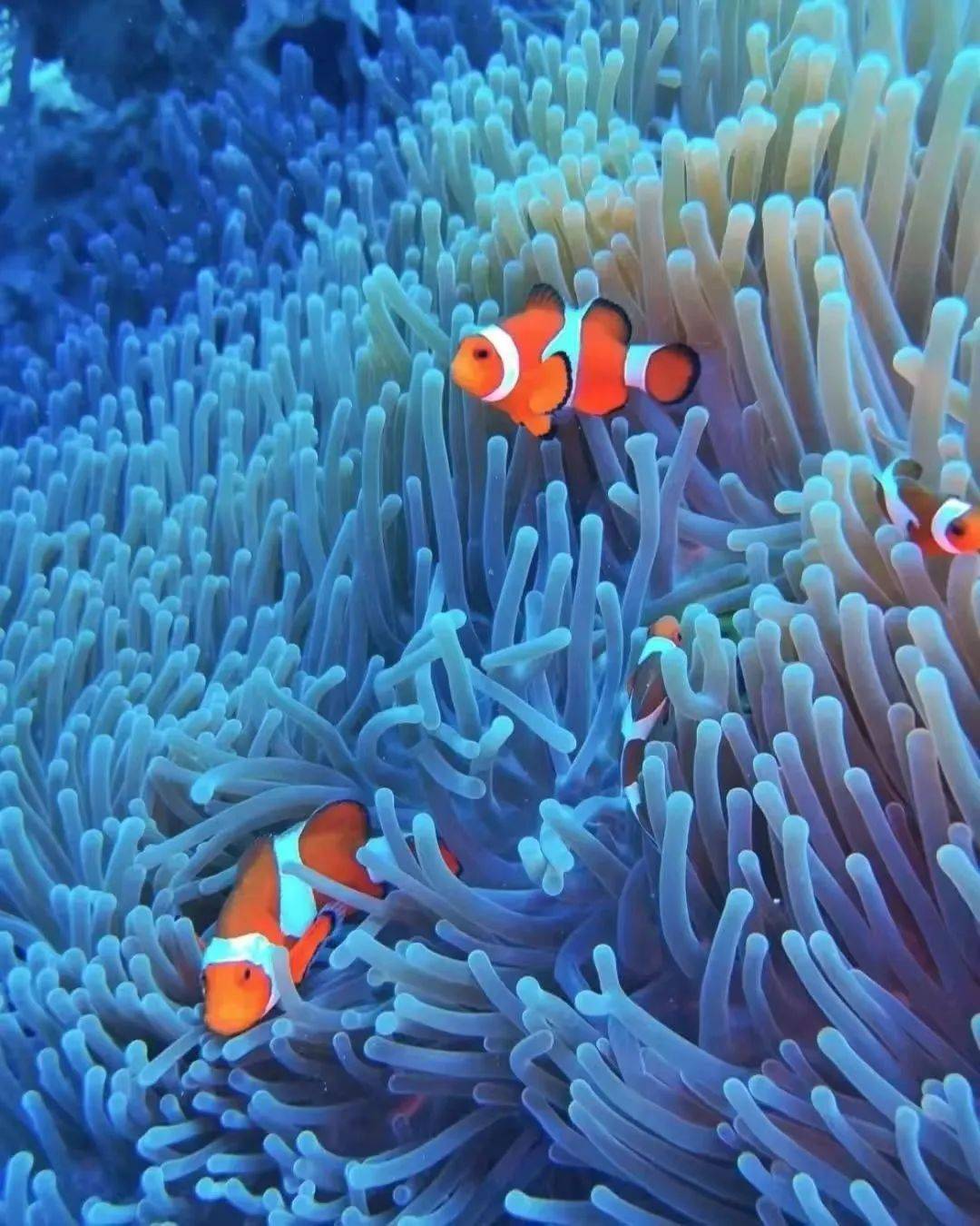 "鱼" 众不同的海洋顶流