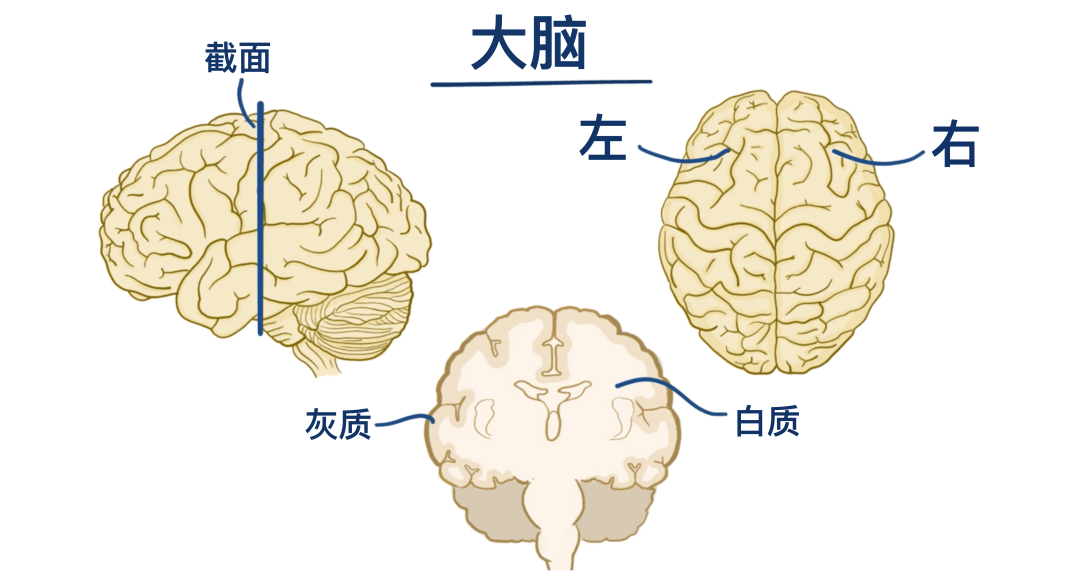 人体解剖学基础:神经系统篇