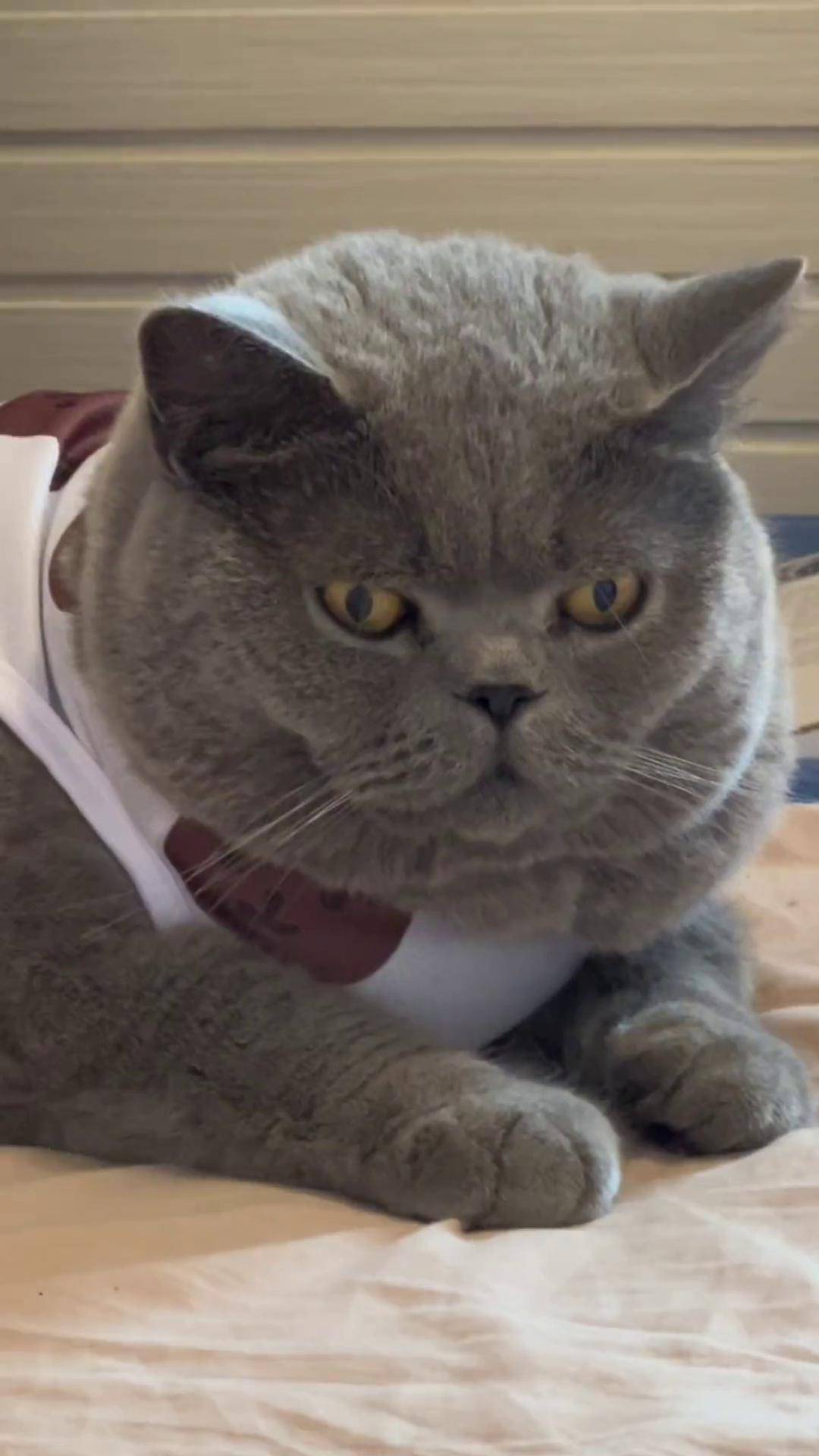 看什么,没看过小猫吗?蓝猫日常 蓝胖子 我的大脸猫