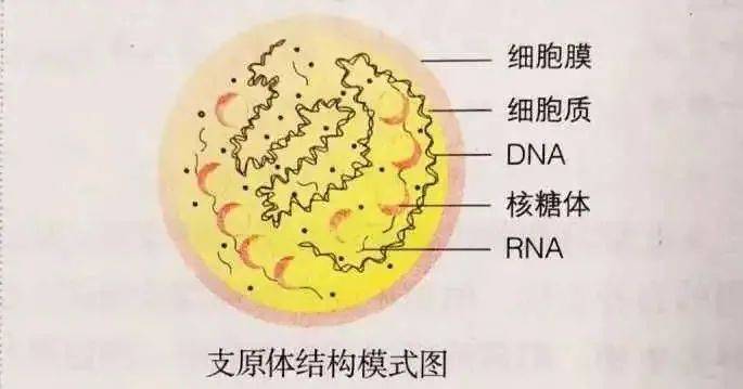 孩子支原体感染，阿奇霉素耐药，是否一定要使用多西环素，有其它选择吗？