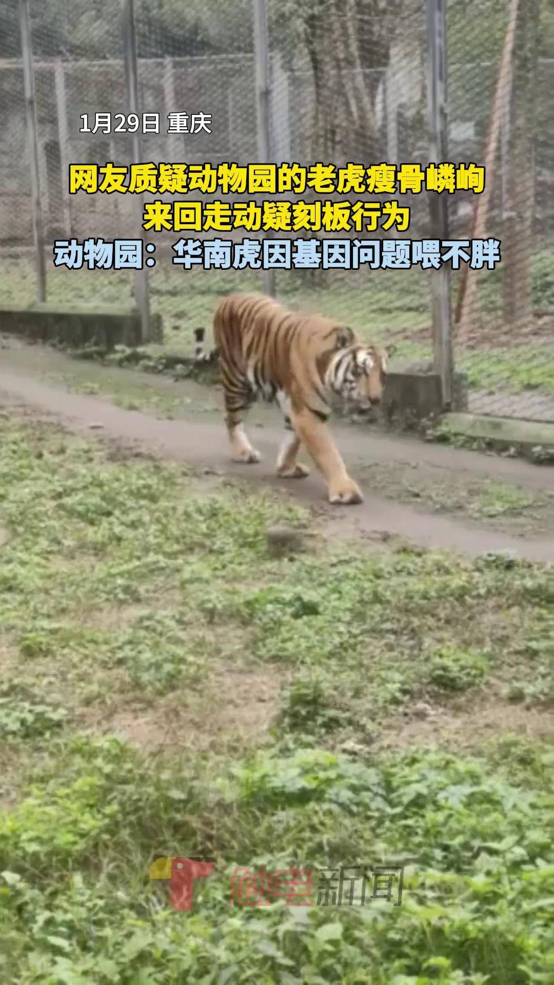 网友质疑动物园的老虎瘦骨嶙峋,来回走动疑刻板行为,动物园:华南虎因