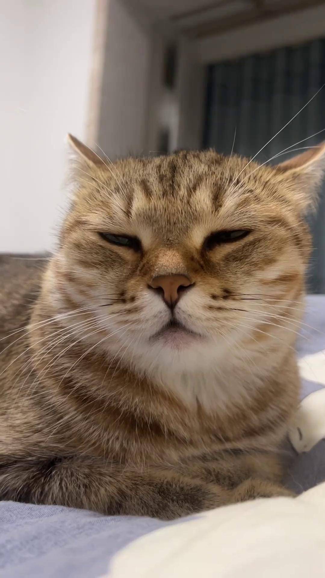 小胖猫睡眼朦胧的样子.小猫咪三分迷茫七分呆滞