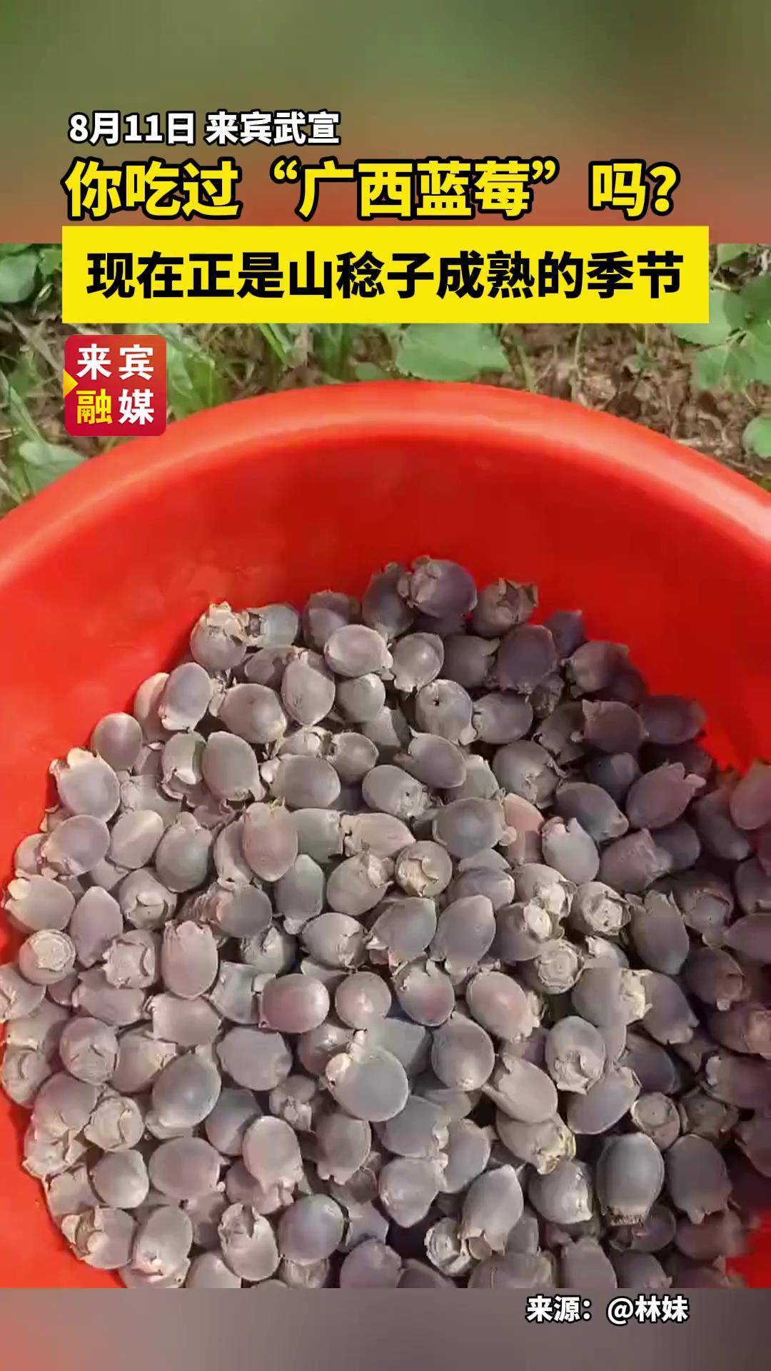 听说吃过的人都已经长大了广西dou知道 捻子 家乡野果 这个野果子有