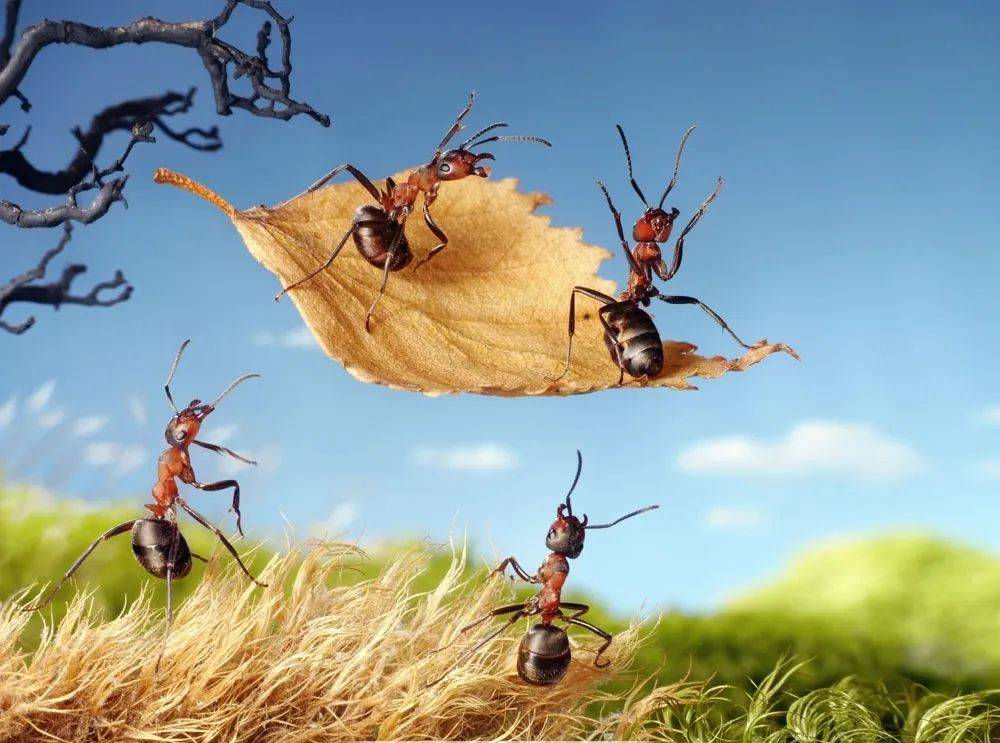 诗歌||落叶与蚂蚁