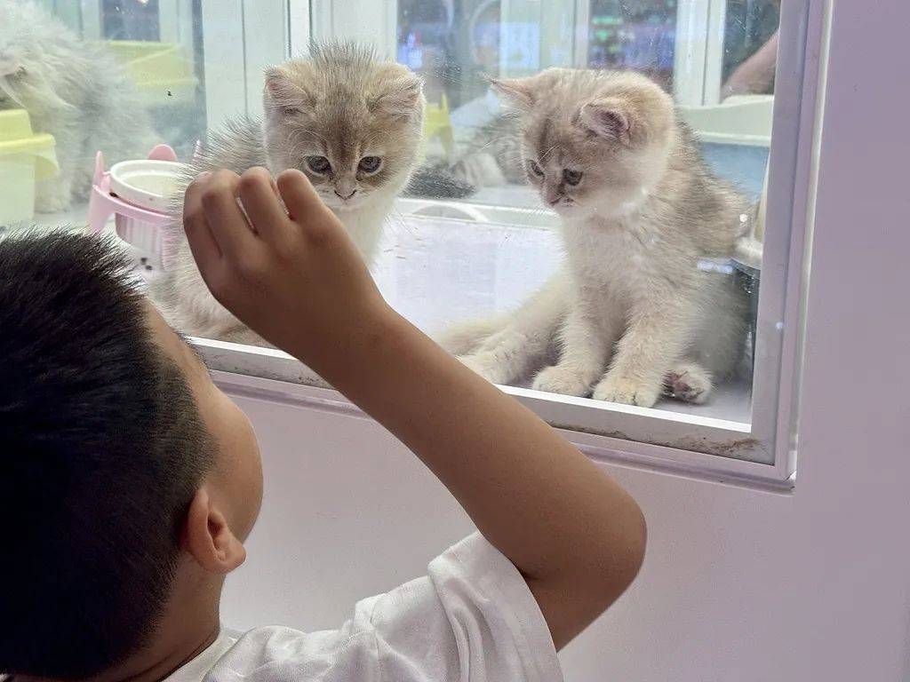 警惕“免费领养”背后暗藏“猫贷”套路(图3)