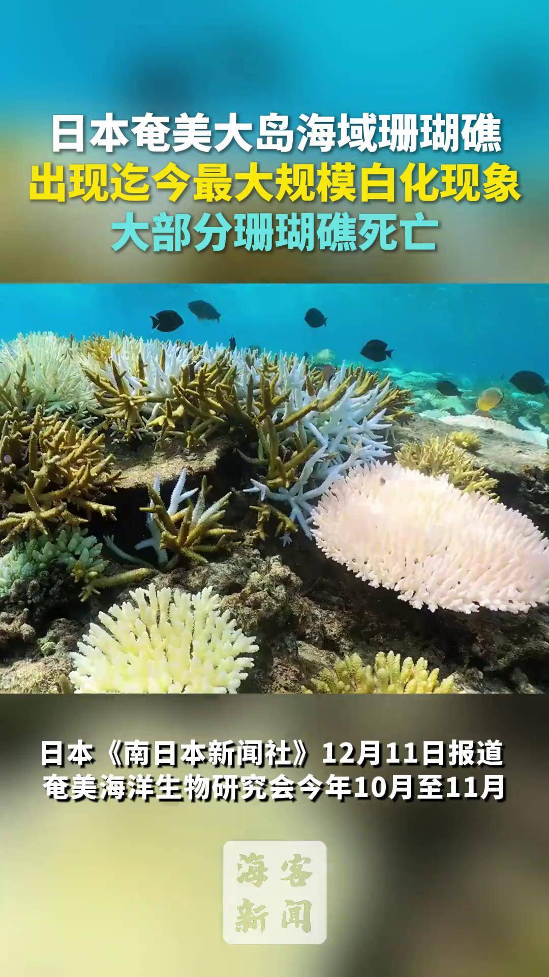 日本奄美大岛海域珊瑚礁出现迄今最大规模白化现象 大部分珊瑚礁死亡