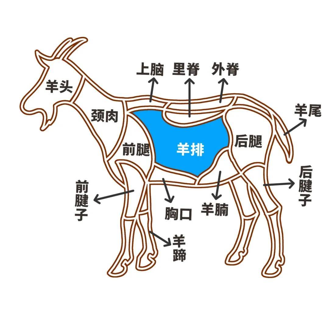 它是冬季的"养生肉",补阳气,暖身体,越吃越舒坦~