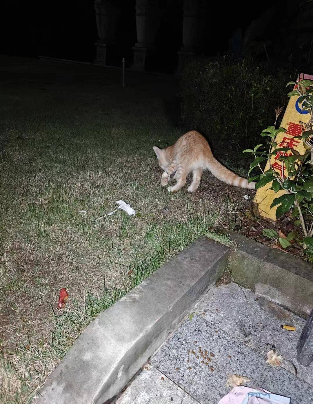 重庆一小区物业大规模投毒捕杀流浪猫？物业回应：通知表述欠缺考虑，已撤回