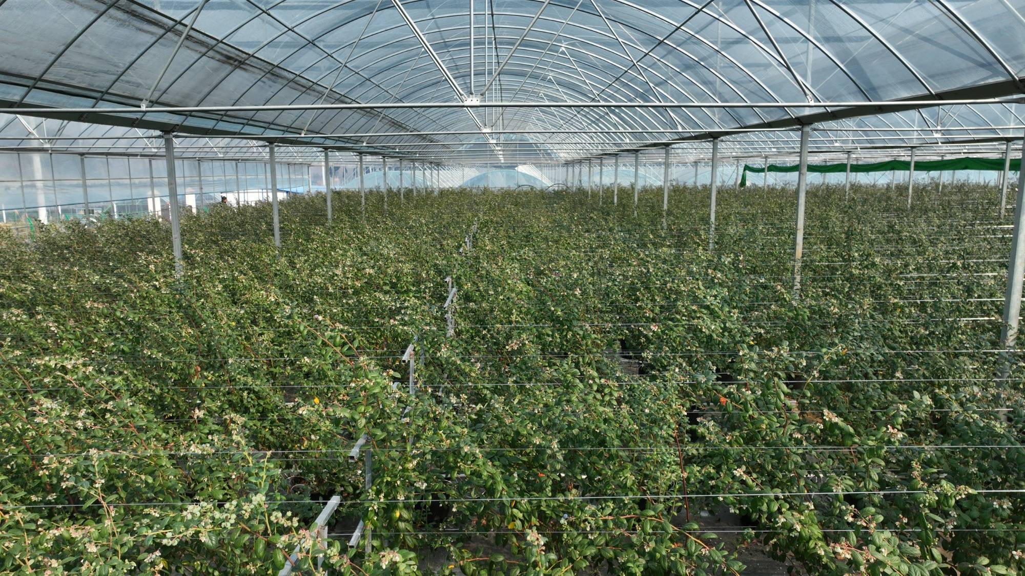 贵州麻江:"数智"赋能 点燃蓝莓"新引擎"