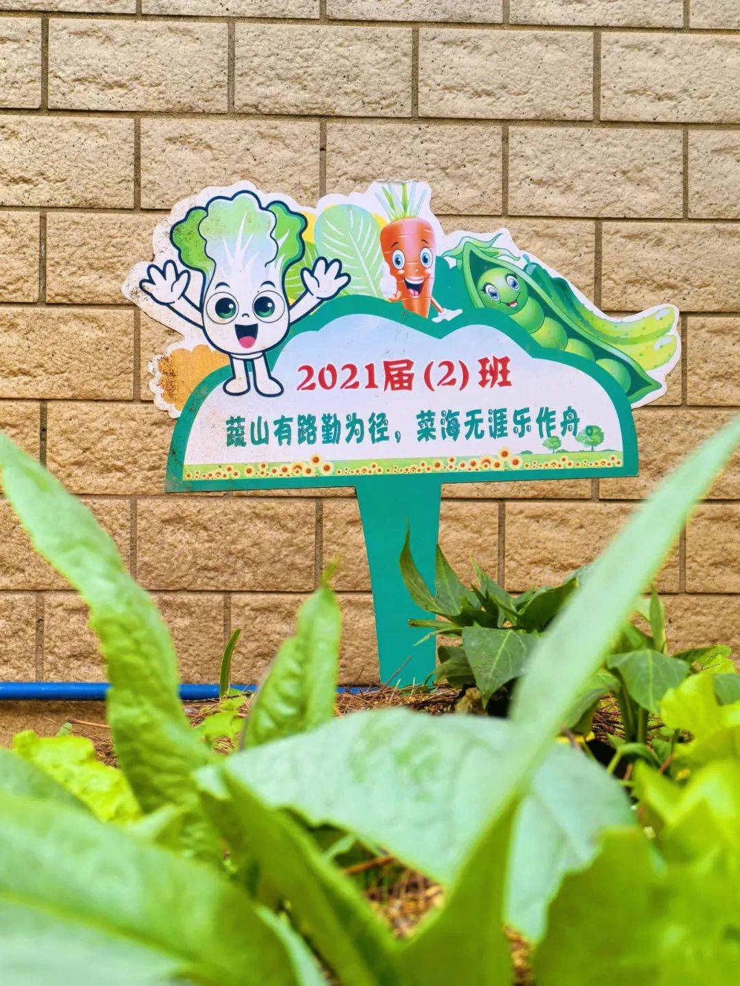 一阵阵微风掠过小菜园,青菜宝宝们长大啦!