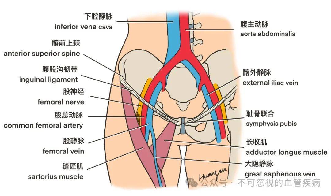 股静脉定位方法示意图图片