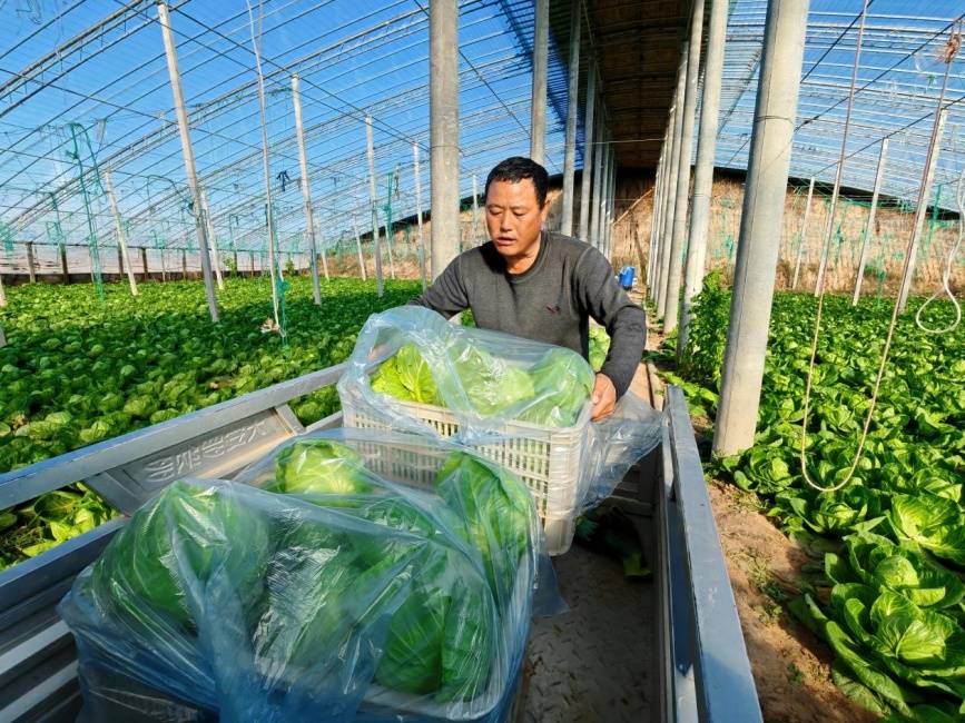 地里种植什么收益高?河北(河北土地种什么赚钱)