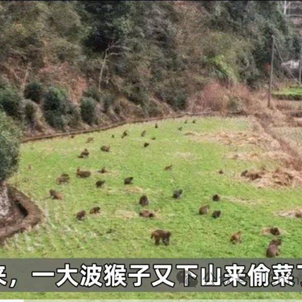 浙江50多只弥猴“组团”偷菜:奇妙场景出现了……_猴群_保护_活动