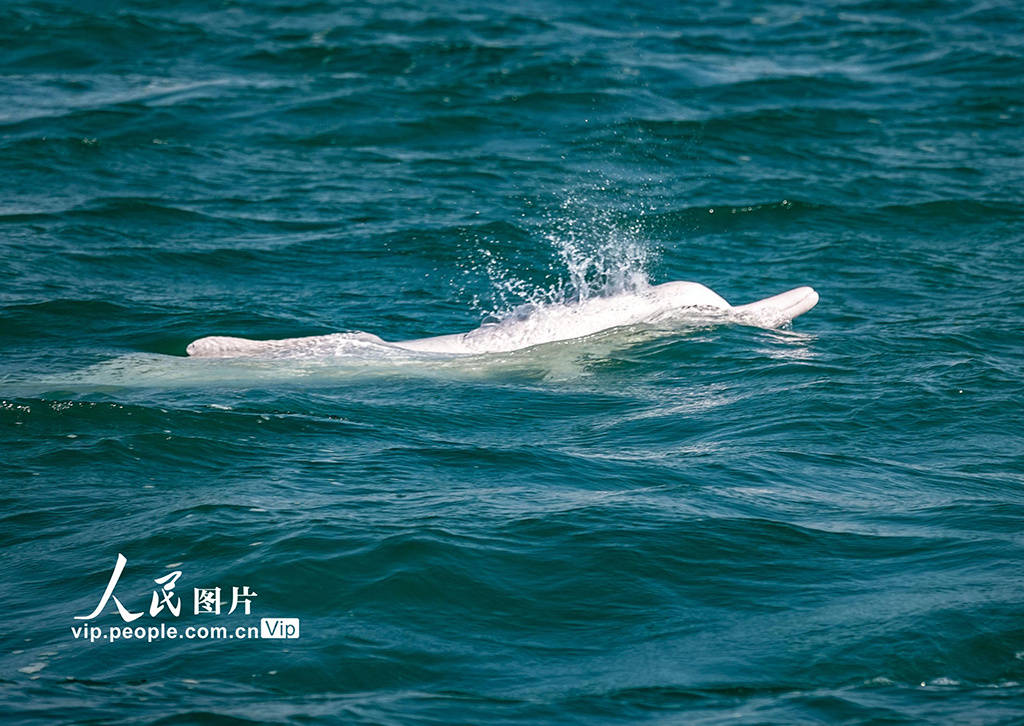 广西钦州:中华白海豚逐浪三娘湾