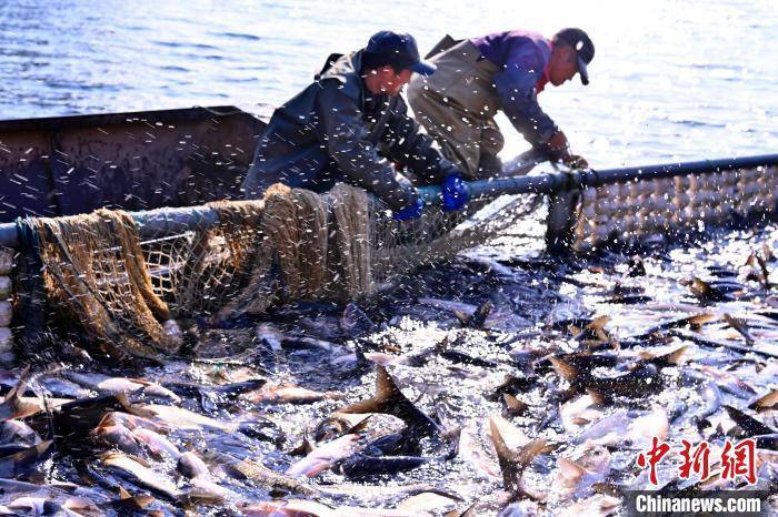 （新春见闻）河南多地迎冬捕 鱼跃年味浓