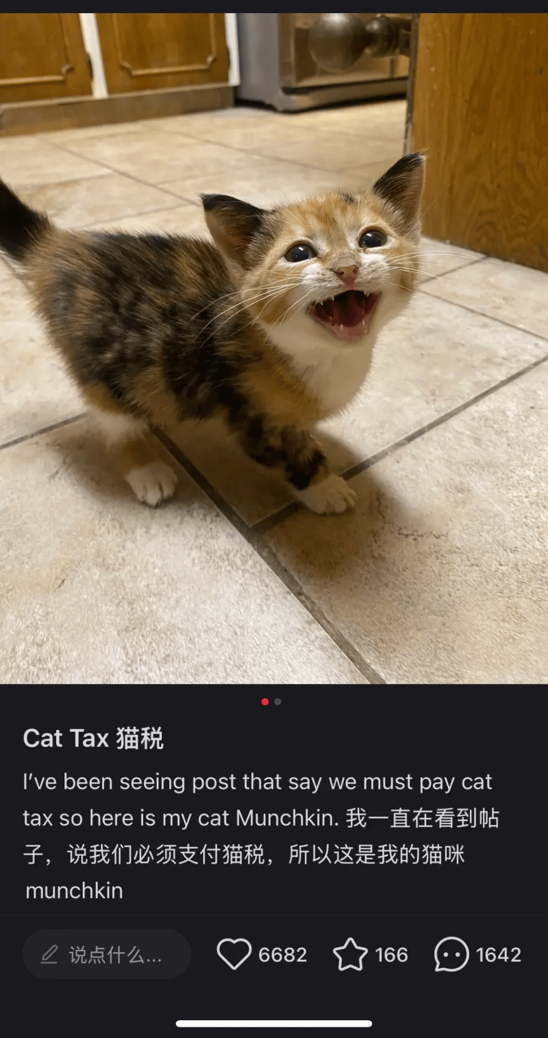 最近火起来的“cat tax”是什么意思？_搜狐网