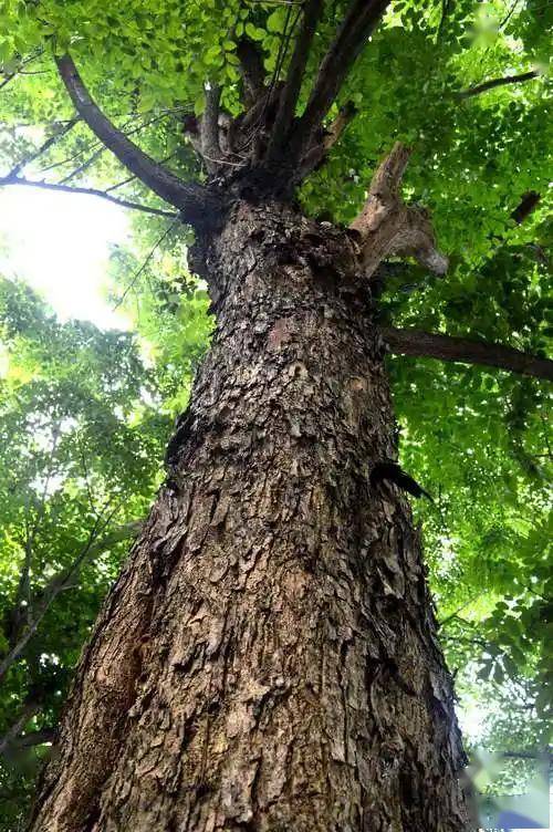 2013年,安徽古董贩子花70元"捡漏",断腿破桌子是"黄花梨木"