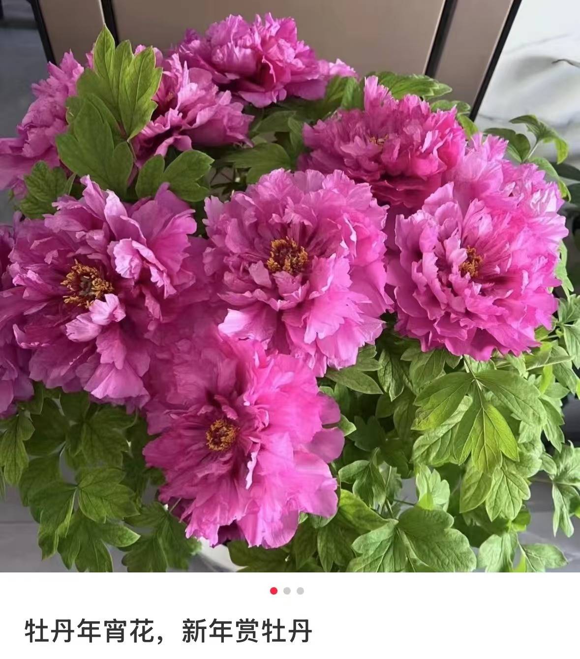 图片[2]-春节遇上“国色天香” 看看年宵花里的“中式美学” -华闻时空