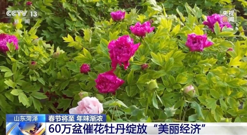 图片[7]-春节遇上“国色天香” 看看年宵花里的“中式美学” -华闻时空