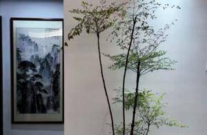 绝了,客厅养盆“线条感”绿植,比艺术画还养眼_枝干_叶片_盆栽