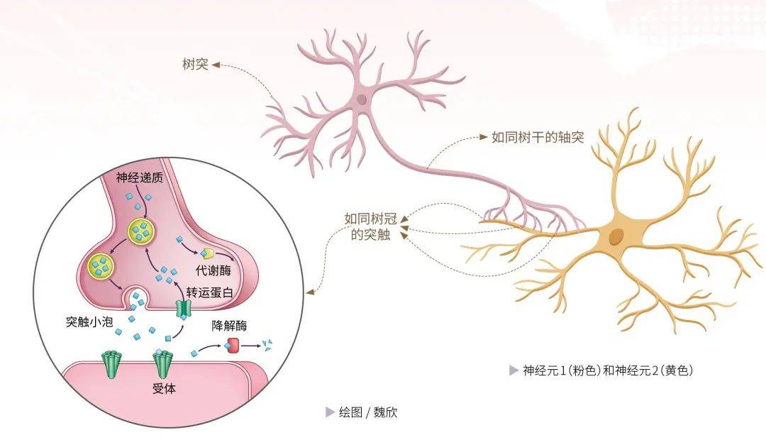 神经元_模型_电信号
