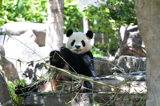 中国大熊猫欢迎活动在澳大利亚阿德莱德动物园举行 中国大熊猫欢迎活动在澳大利亚阿德莱德动物园举行