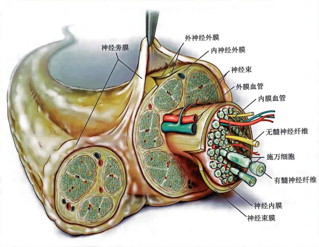 每天都打神经阻滞,局麻药到底是怎么作用于神经的?