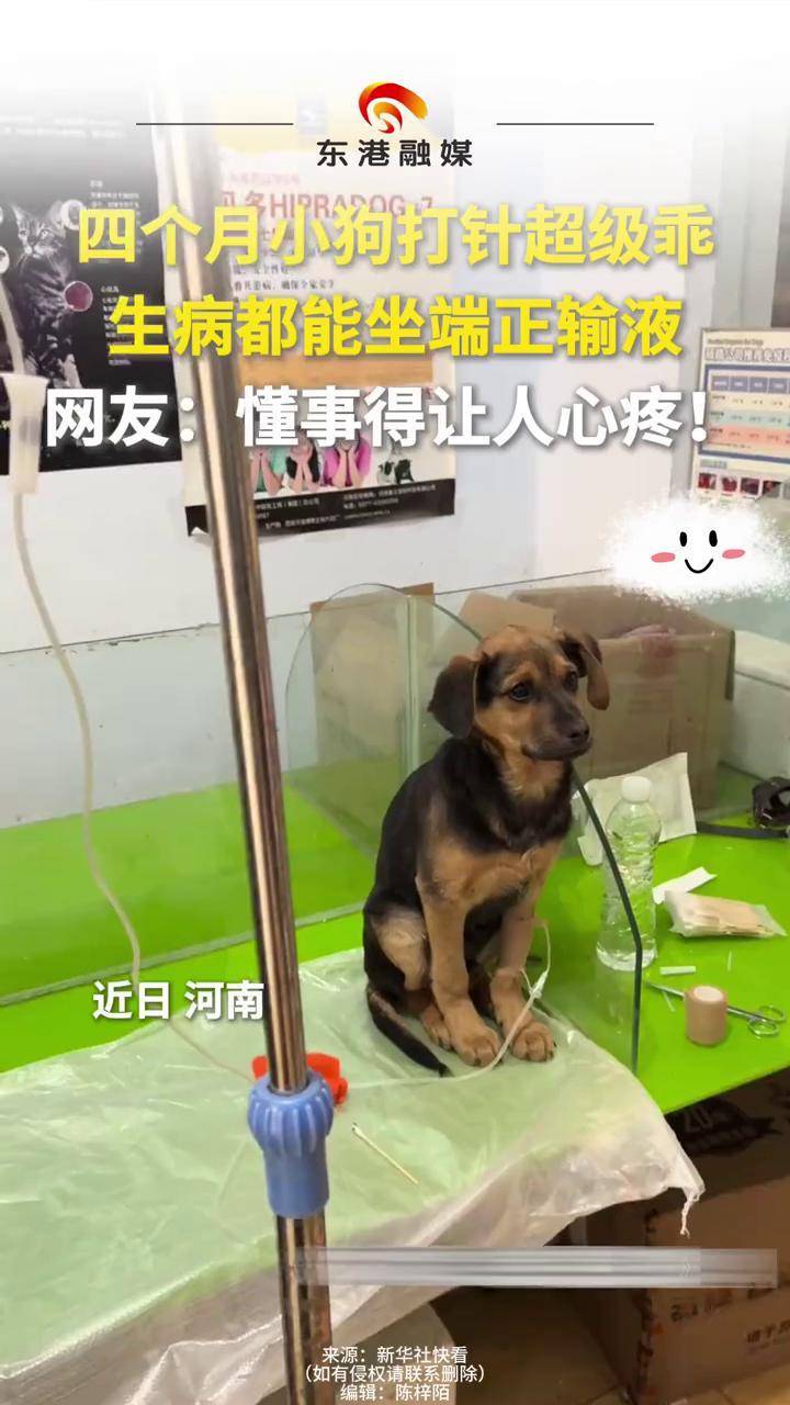 四个月小狗打针超级乖 生病都能坐端正输液#修狗的日常 #奶狗 #生病的