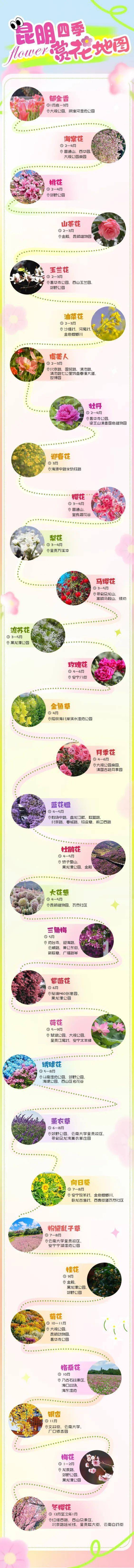 昆明金殿茶花赏花时间图片