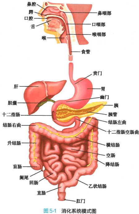 、咽喉、食管、胃和十二指肠组成。下消化道是由空肠、回肠和大肠组成。 （一）上消化道肿瘤：1、食管癌：