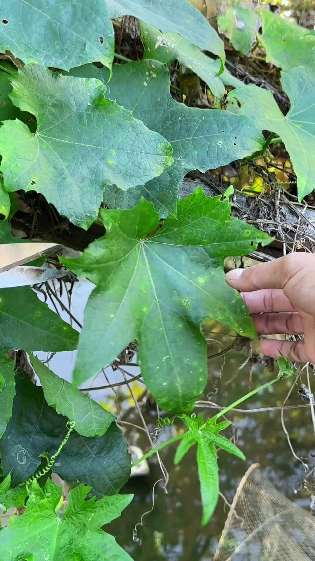 农村的丝瓜叶,别名水瓜叶,小时候常摘来晒干