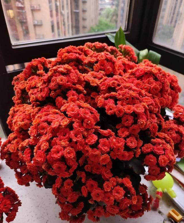 养花误区：并非所有花都适合小盆养