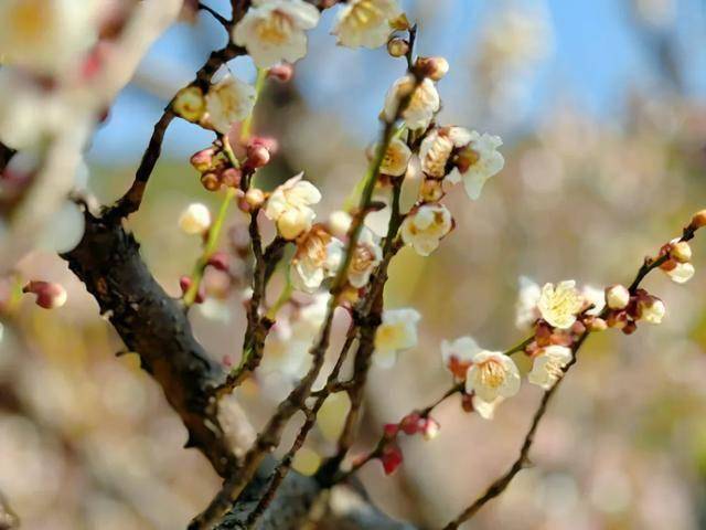 赏梅胜地：无锡荣氏梅园之旅