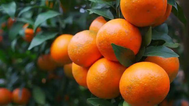 菠菜虽营养，食用有讲究 菠菜食用不当可能带来健康风险