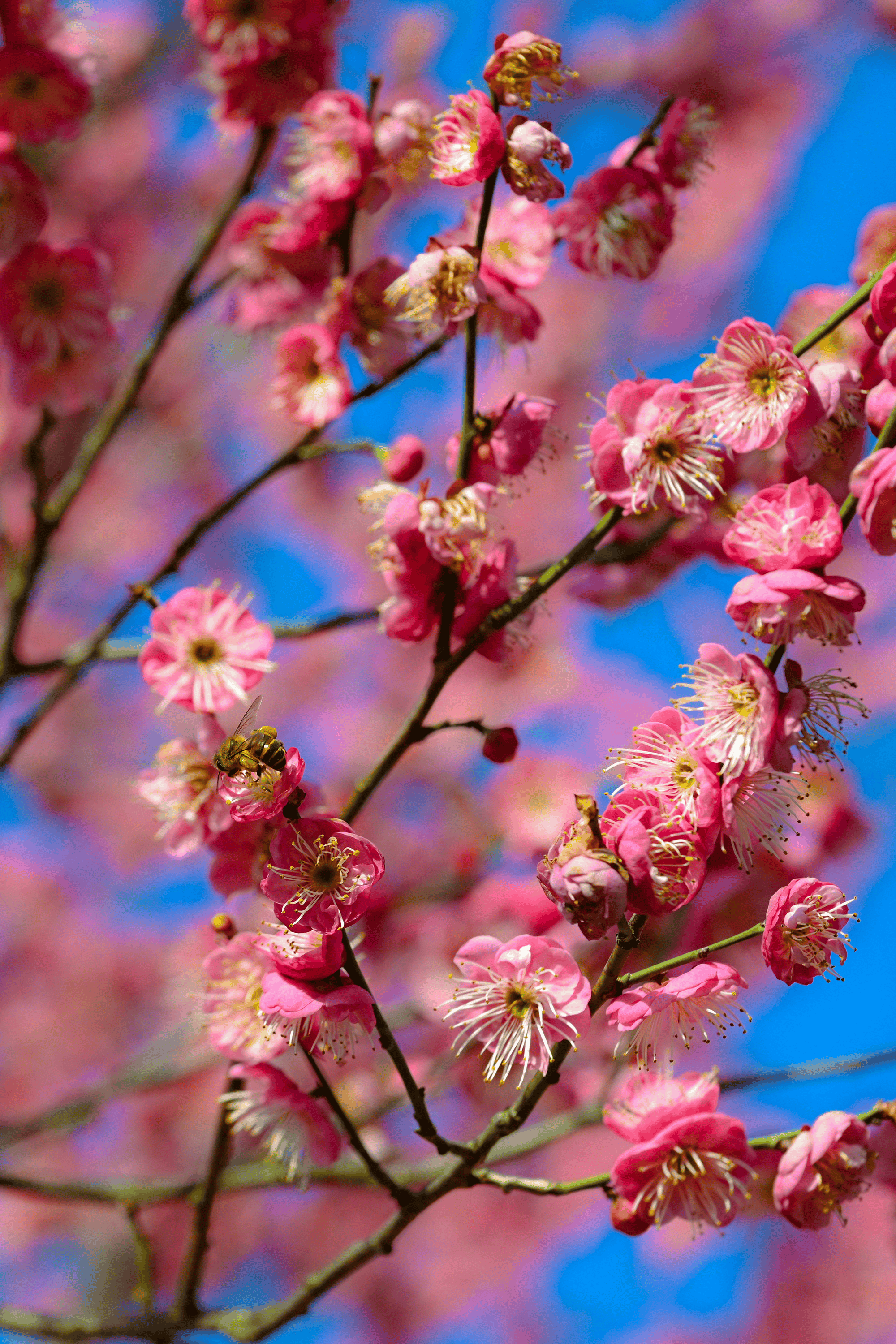 了难得的艳阳天,作为赏梅宝地的照母山森林公园,近千株红梅连成"海洋"