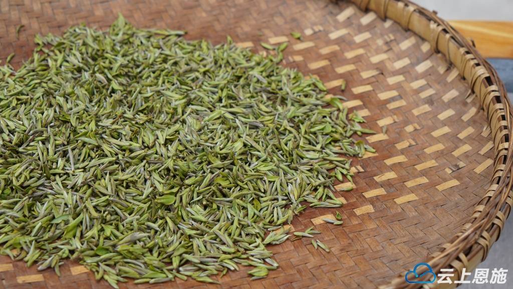 新葡萄娱乐平台元宵品新茶 利川沙溪第一茬春茶抢“鲜”上市 开启春日茶香盛宴(图2)