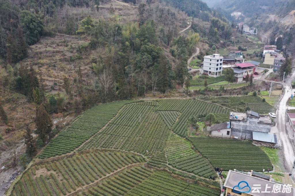 新葡萄娱乐平台元宵品新茶 利川沙溪第一茬春茶抢“鲜”上市 开启春日茶香盛宴(图3)