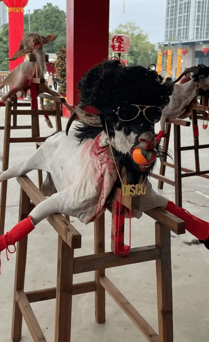 揭阳新亨硕联后社"摆猪羊",场面震撼又喜庆!