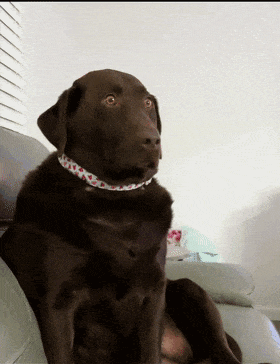 280_364竖版 竖屏gif 动态图 动图