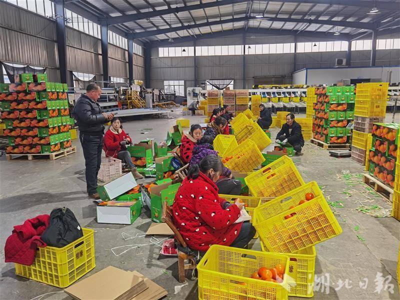 开云体育鲜果价格升种苗订单长 宜昌柑橘新年产销实现“开门红”(图3)