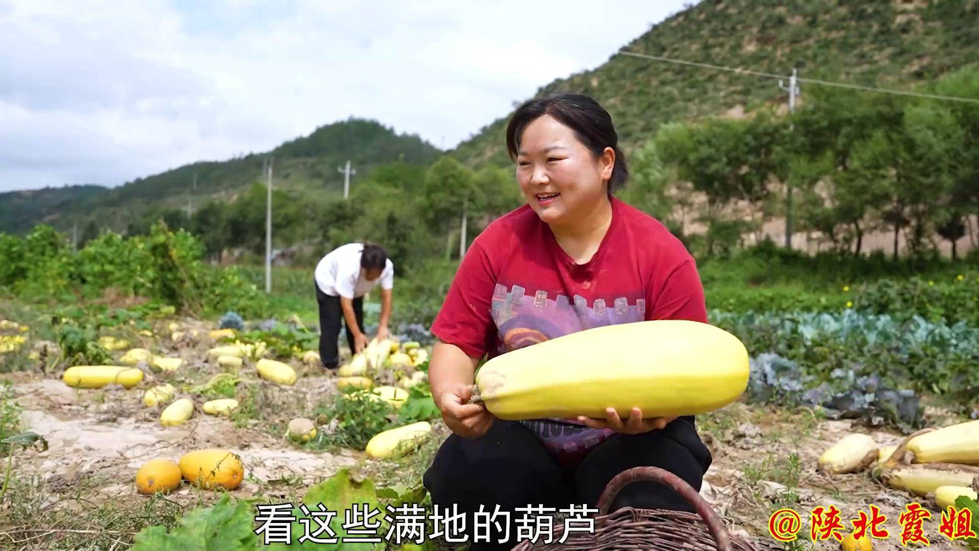 西葫芦太老不能吃,霞姐挖籽用盐炒瓜子,够一年吃了!
