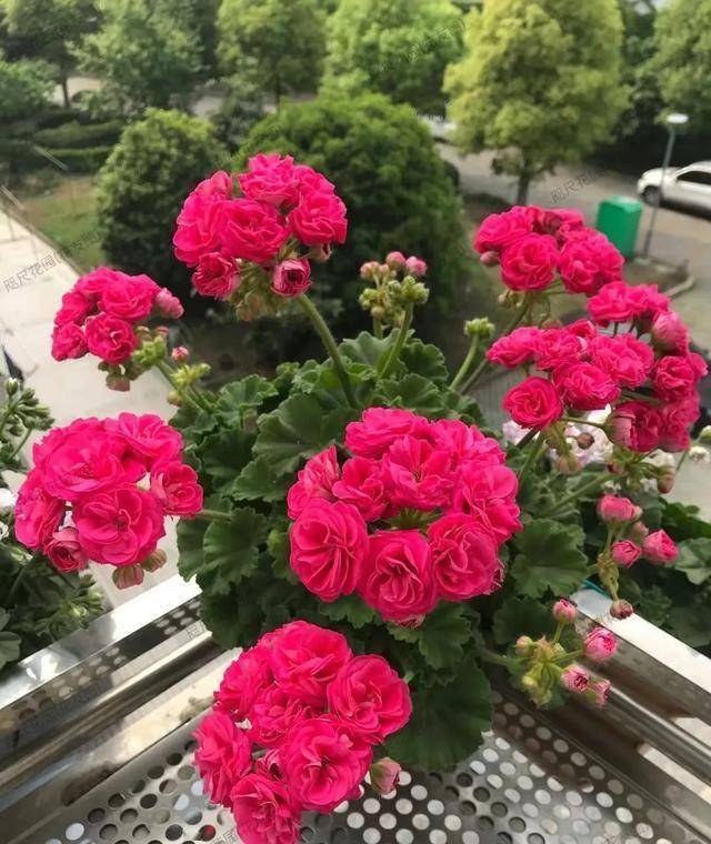 天竺葵养护：温度控制是关键 想养好天竺葵？温度管理要做好