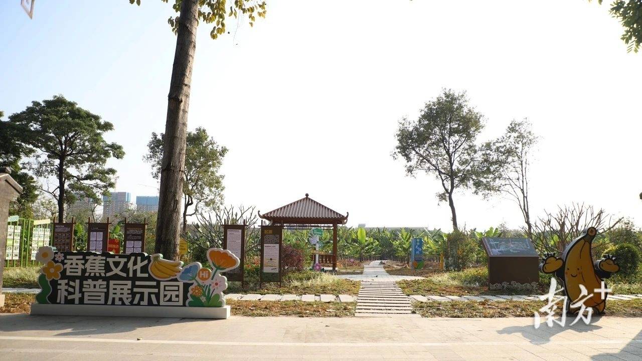 来“蕉”个朋友吧!麻涌新添香蕉科普展示园_种植_文化_张珊珊