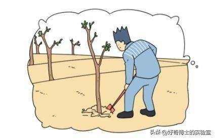 罪犯沙漠种树：看似美好实则困难重重