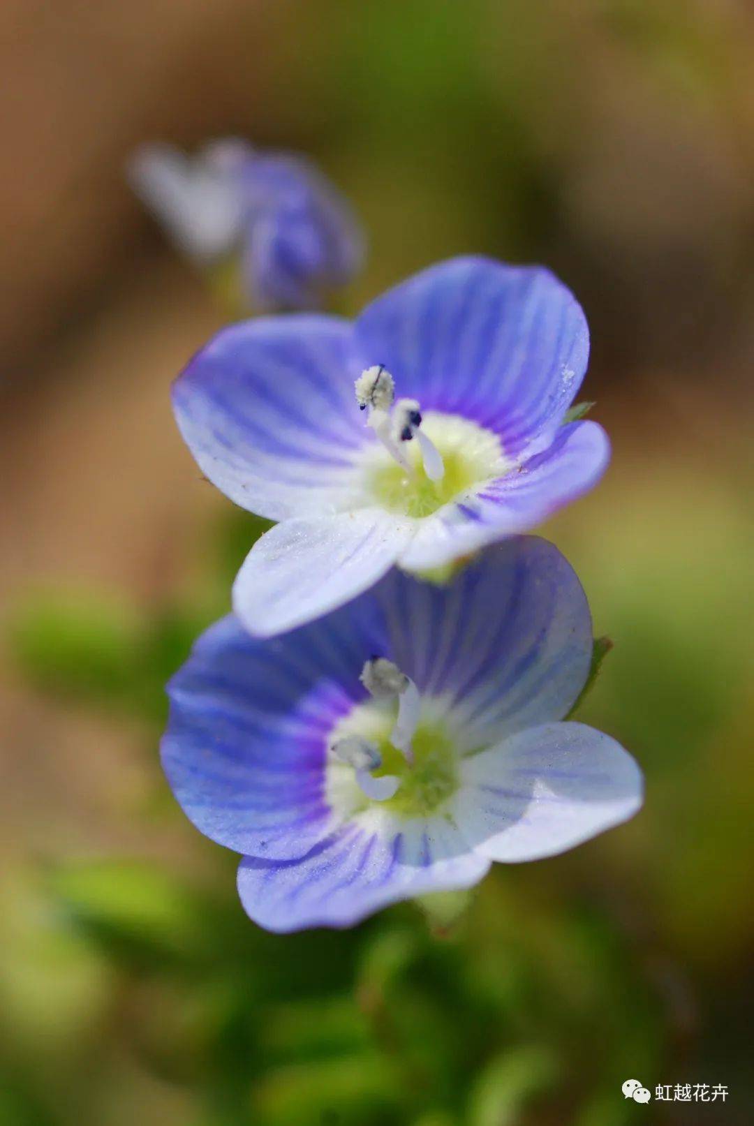 这种春天最火的蓝色小野花,你真的认识它么?