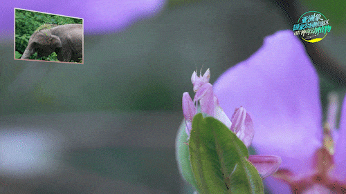 会跳舞的"花仙子"