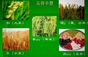 为什么中医说五谷最养人——“五谷为养”_小米饭_种子_东西