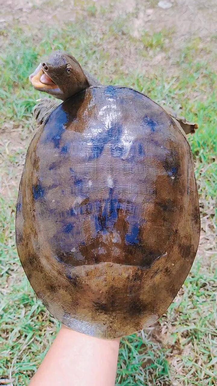 三农 抓鱼 甲鱼 野生甲鱼 农村生活 所有的甲鱼都是农户一手货源,手里