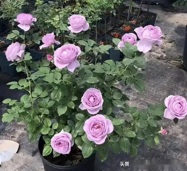2月末，适合阳台养的5种月季推荐