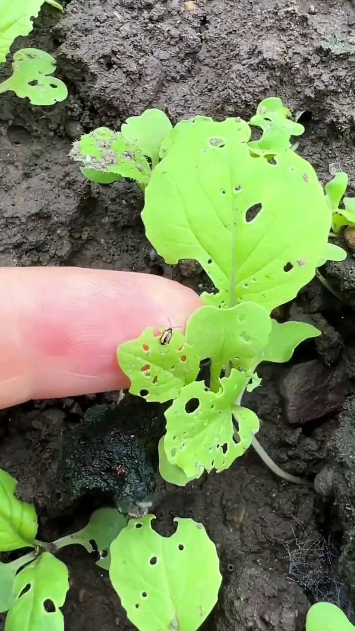跳甲虫防治 虫害防治 杀虫剂 蔬菜种植 病虫害防治